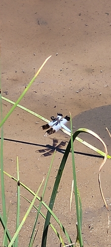 Desert Whitetail