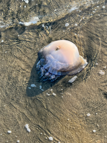 Barrel Jelly