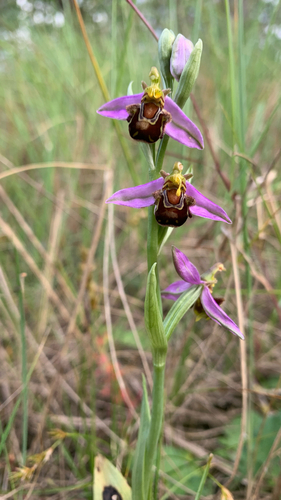 Bee Orchid