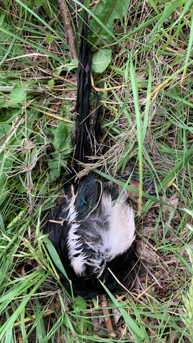 Eurasian Magpie