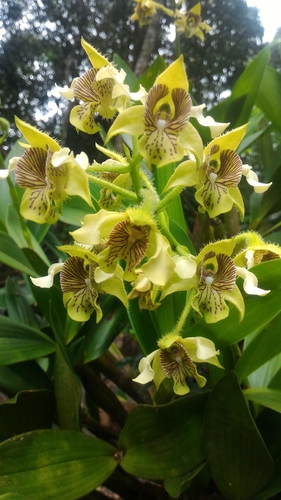Pastor's Orchid