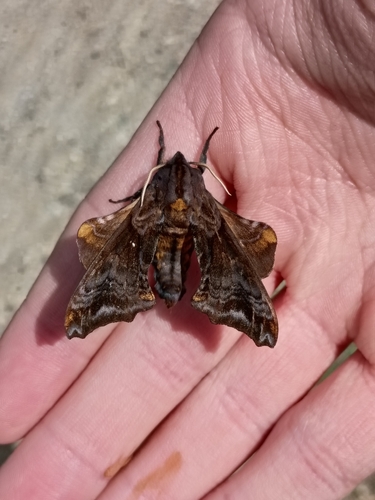 Small-eyed Sphinx