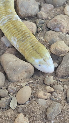 Red Worm Lizard
