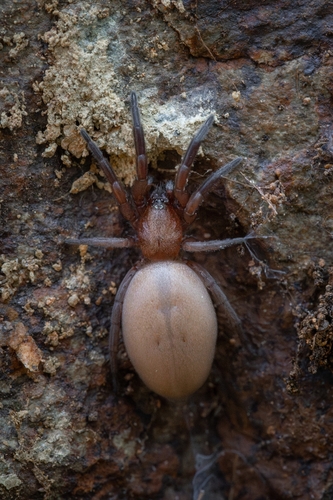 Stone Spiders