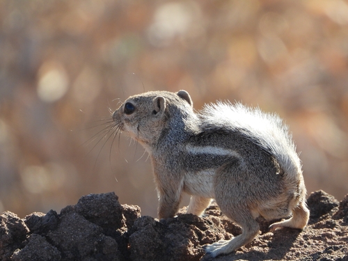 White-tailed Antelope Squirrel observed by nurit