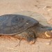 Indian Peacock Softshell Turtle - Photo (c) Craig Evans, all rights reserved, uploaded by Craig Evans
