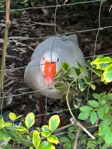 Greylag Goose