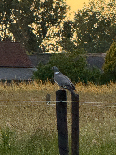 Common Wood-Pigeon