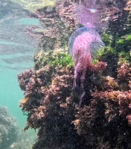 Mauve Stinger
