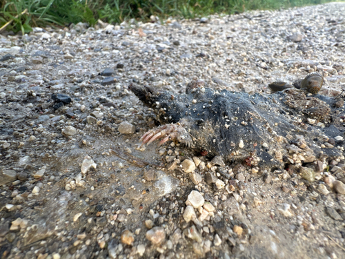 European Mole