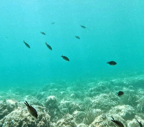 Mediterranean Damselfish