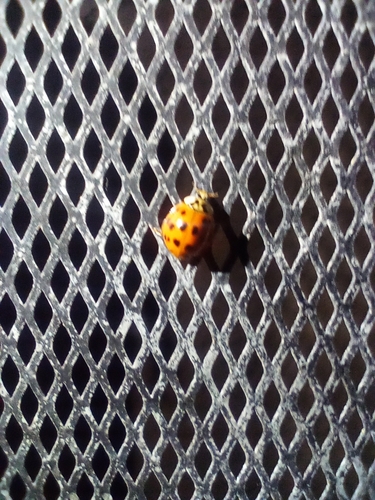 Asian Lady Beetle