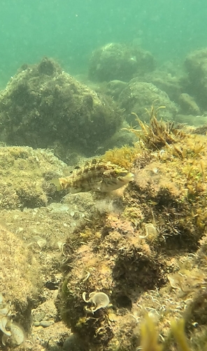 Five-spotted Wrasse