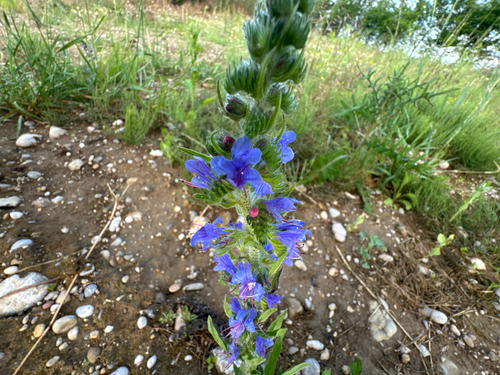 viper's-bugloss
