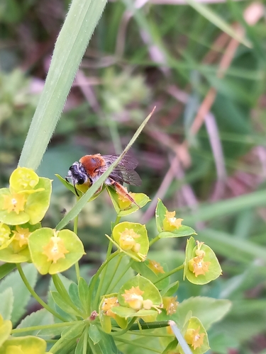 Early Mining Bee