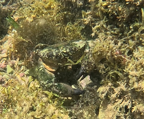 Warty Crab
