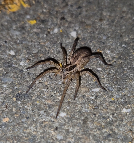 Radiated Wolf Spider