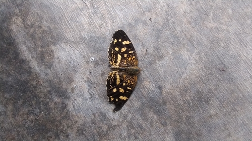 Pale-banded Crescent