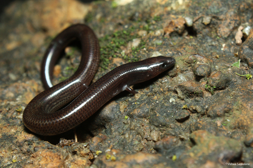 Thwaites' Skink