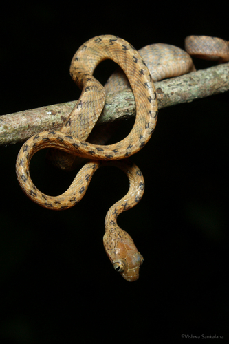Ranawana's Cat Snake