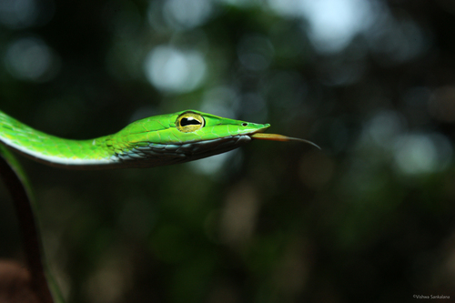 Long-nosed Whipsnake