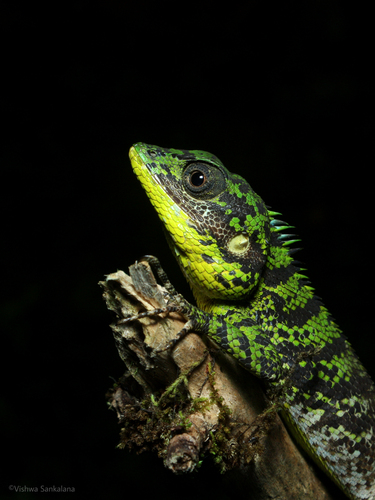 Pethiyagoda's Crestless Lizard
