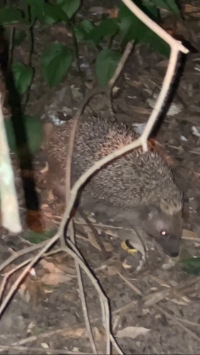 Common Hedgehog