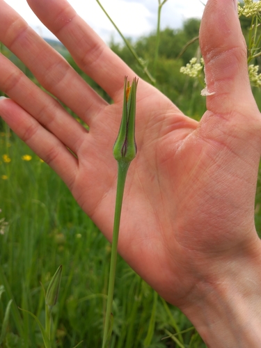 meadow salsify