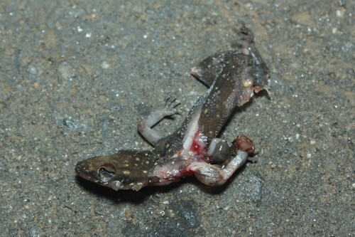 Spotted Bent-toed Gecko