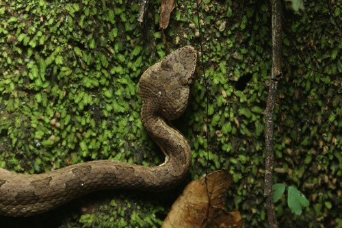 Hump-nosed Viper