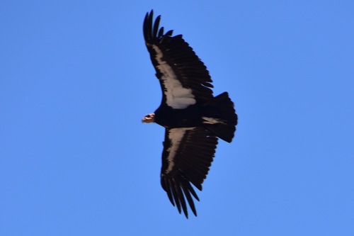 California Condor observed by wendy52