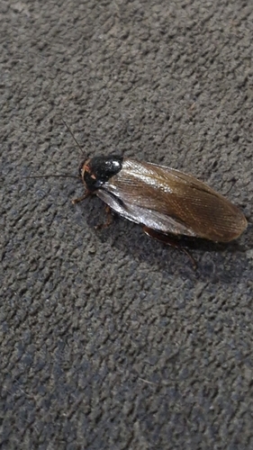 Surinam Cockroach