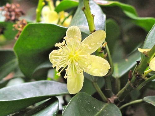 Cavacoa aurea