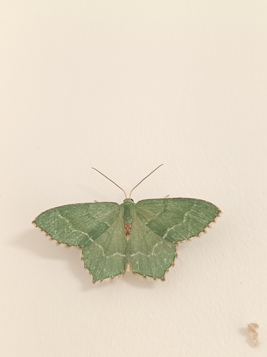 Common Emerald