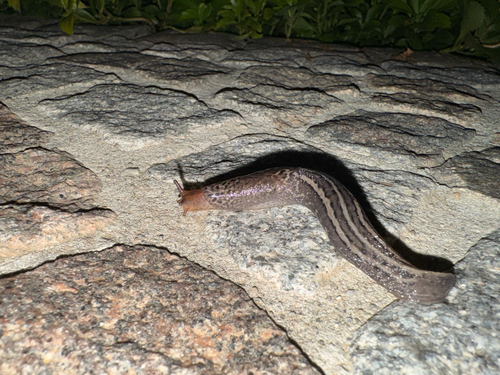 Leopard Slug