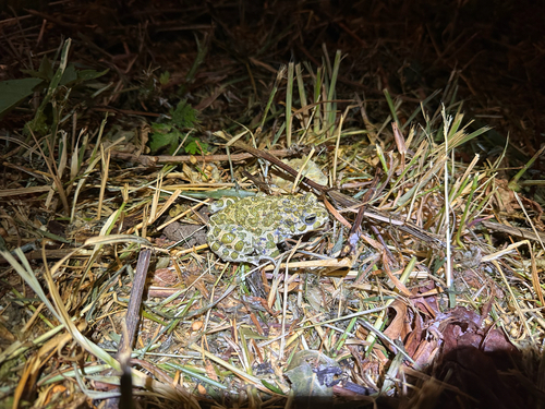 Green Toad