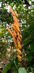 Sanchezia parviflora image