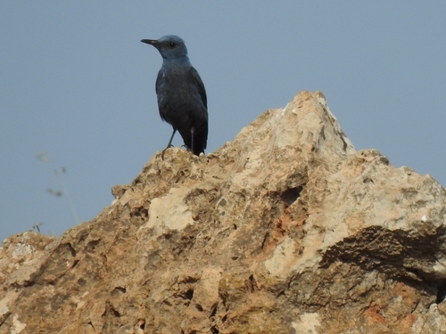 Blue Rock-Thrush