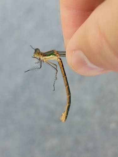 Emerald Spreadwing