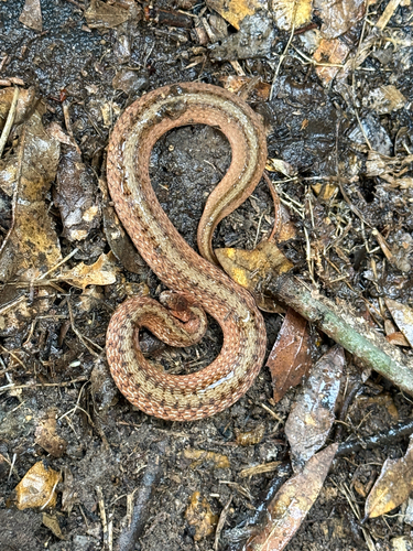 DeKay's Brownsnake