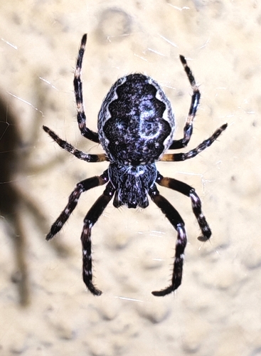 Walnut Orbweaver