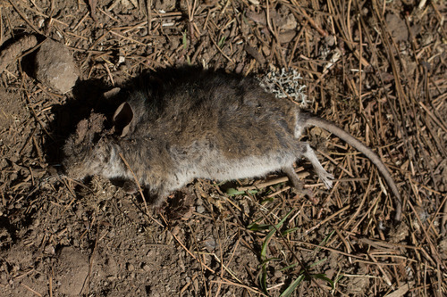 Black-eared Mouse