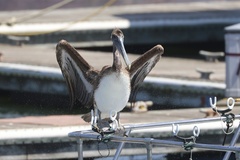 California Brown Pelican