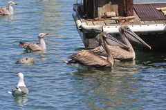 California Brown Pelican