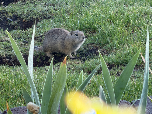 Belding's Ground Squirrel observed by sciencewithsam