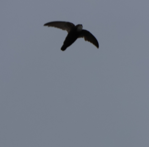 House Swift