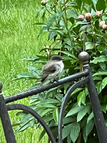 Eastern Phoebe