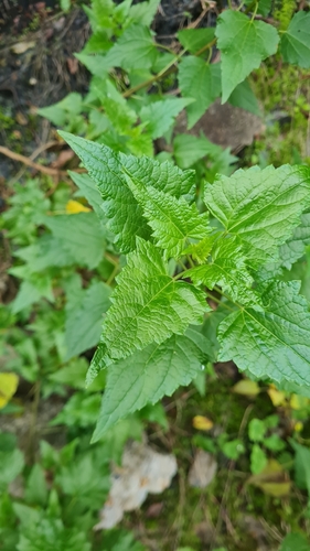 Ageratina glechonophylla