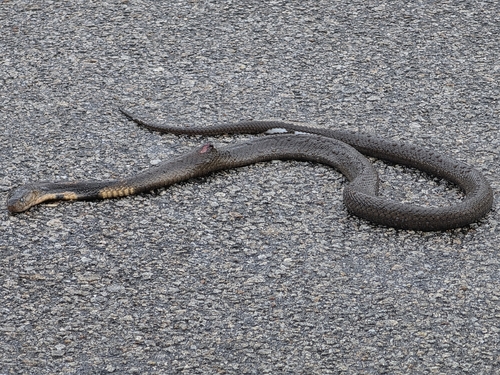 Monocellate Cobra
