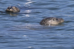 Pacific Harbor Seal